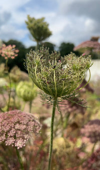 Close-up of Daucus Carota Dara by Bishy Barnabees Cottage Garden, showing its intricate green and pinkish flower clusters. Blurred background features more blooms and greenery beneath a partly cloudy sky.