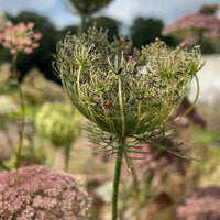 Close-up of Daucus Carota Dara by Bishy Barnabees Cottage Garden, showing its intricate green and pinkish flower clusters. Blurred background features more blooms and greenery beneath a partly cloudy sky.