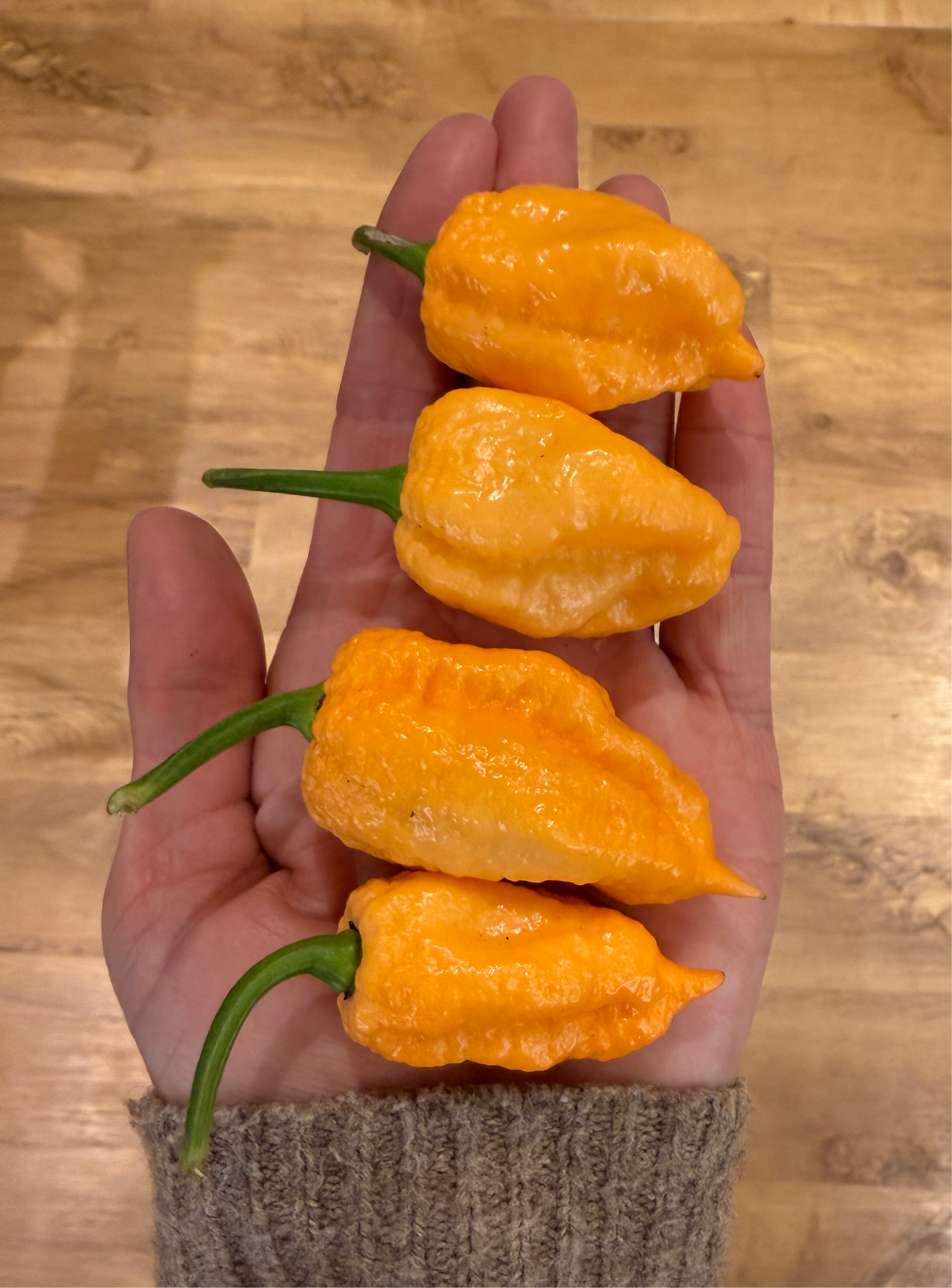 Hand holding four vibrant orange peppers, showcasing their unique shape and texture on a wooden surface.