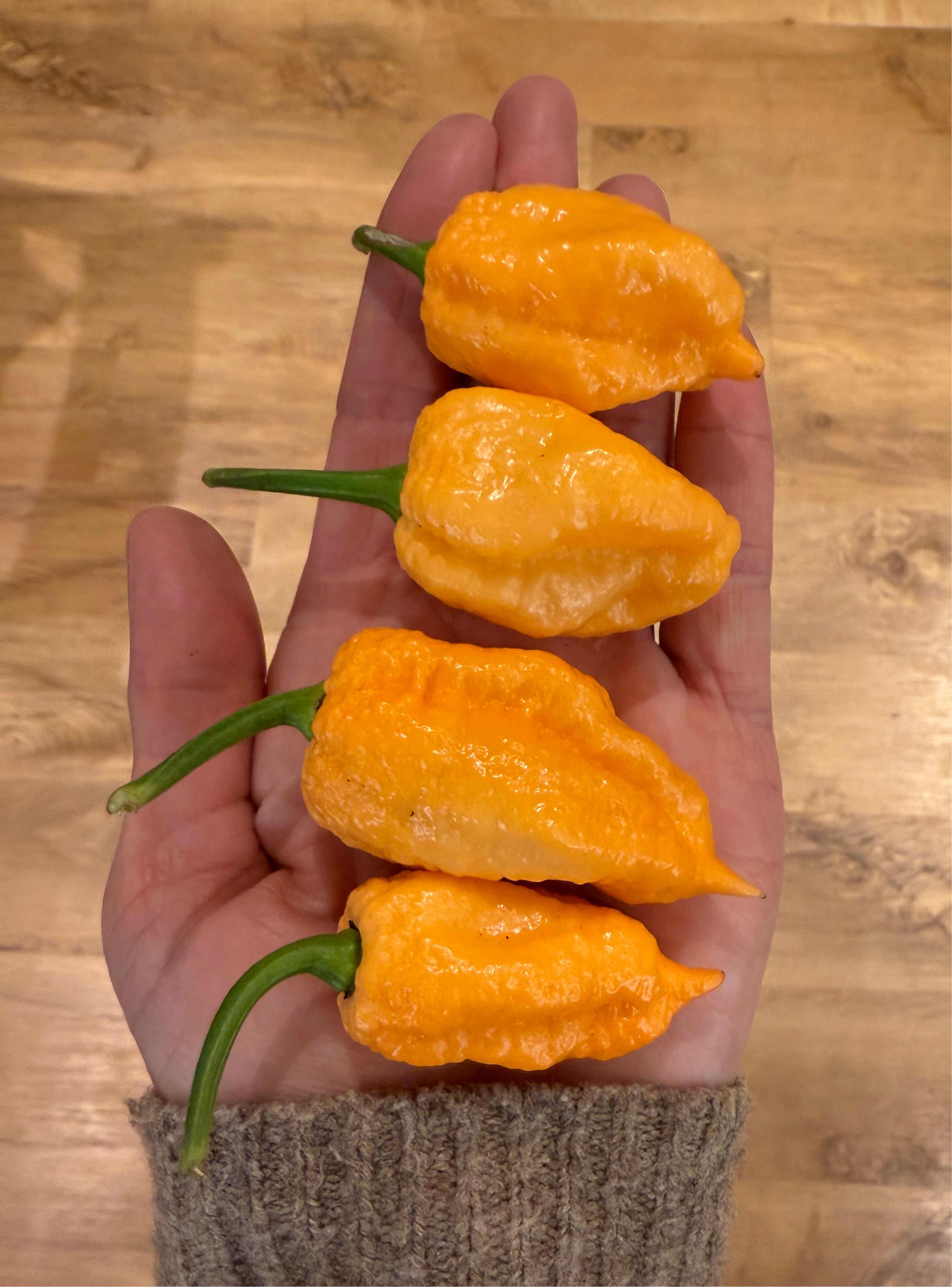 Hand holding four vibrant orange peppers, showcasing their unique shape and texture on a wooden surface.