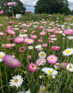 A field of pink and white wildflowers in bloom, including vibrant Strawflower Helipterum Roseum Mixed by Bishy Barnabees Cottage Garden, set among green grass and trees beneath a partly cloudy sky.