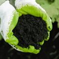 Close-up of hands in green and white gardening gloves holding rich, dark soil improved with Soil Improver Conditioner, with green leaves in the background.