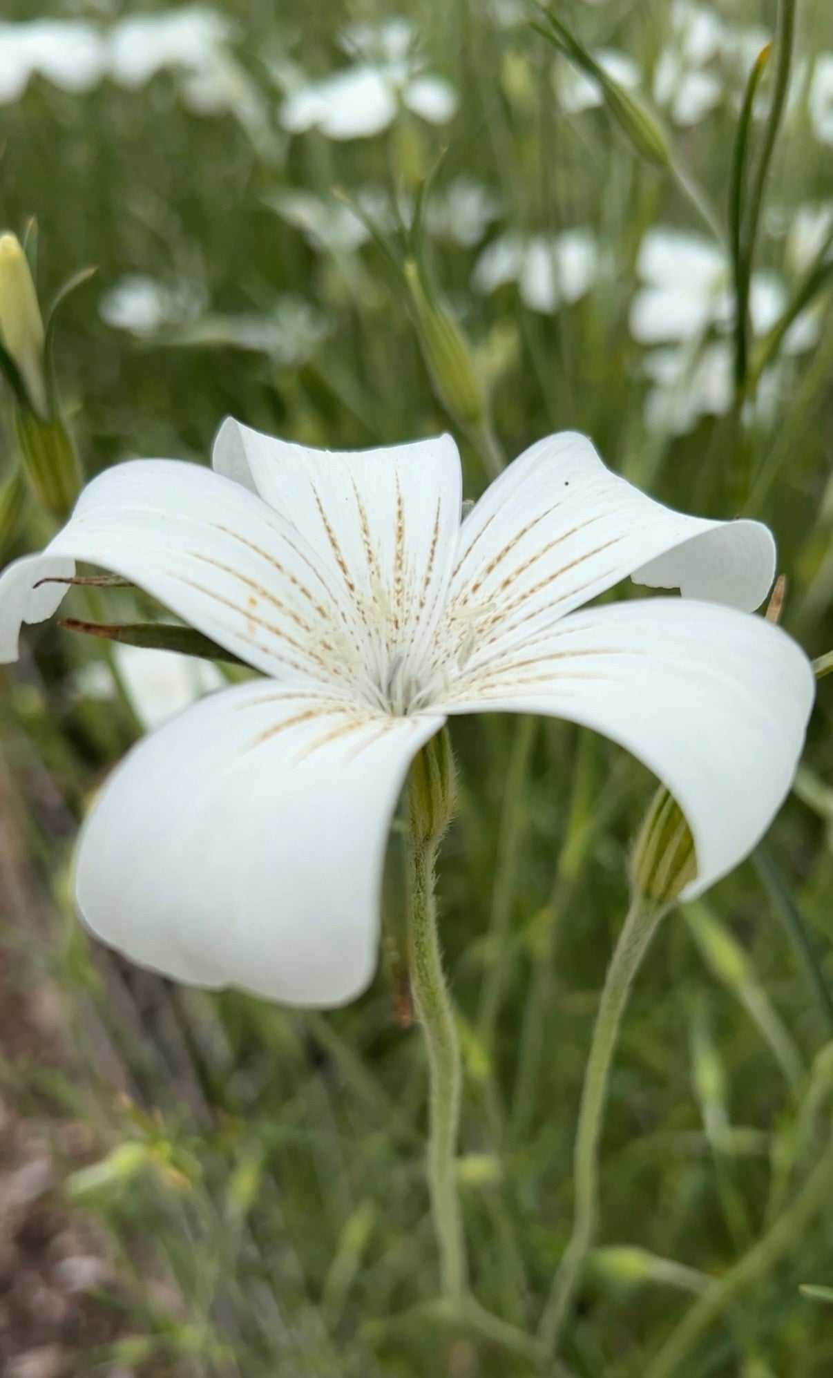 A close-up of a white Corncockle Bianca flower from Bishy Barnabees Cottage Garden Ltd, displaying delicate pale brown veins on its petals, set against a blurred background of green stems and more white blooms.