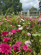 Sweet William Auricula Eyed Mixed