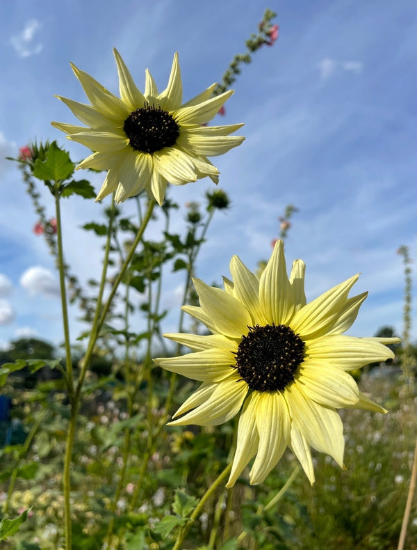 Two pale yellow Sunflower Vanilla Ice blooms by Bishy Barnabees Cottage Garden Ltd stand tall with dark centers against a bright blue sky, framed as if in a dual panel, with green foliage and blurred wildflowers in the background.