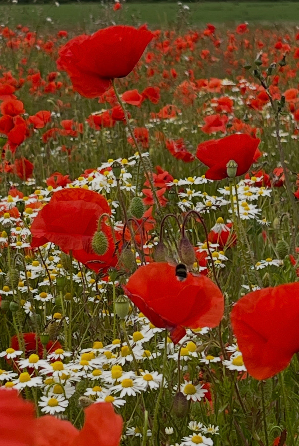 A lush field blooms with Bishy Barnabees Cottage Garden's Poppy Flanders Red and white daisies. A bee rests on a poppy amid green grass, wildflowers, and a cloudy sky.