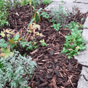 A garden bed with green plants and herbs, mulched with Dandy's Topsoil & Landscape Supplies Landscaping Garden Bark Mulch, bordered by grey stone paving.