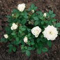 Topsoil Bloom & Root® Rose Blend