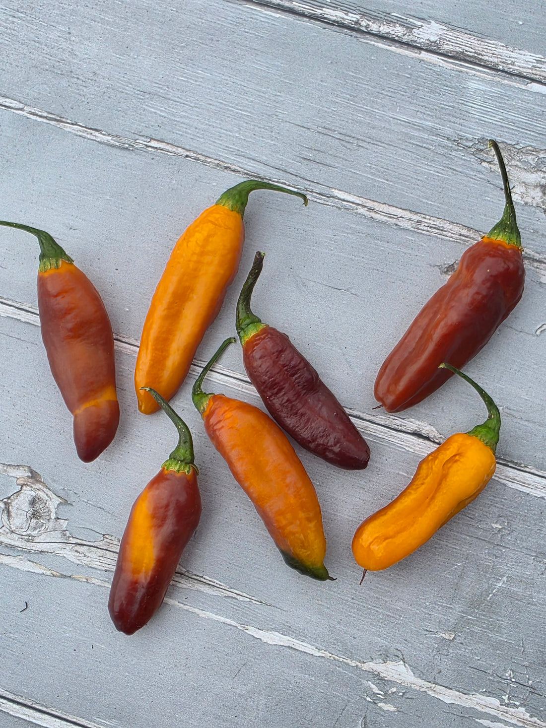 Assorted colourful chili peppers on a textured grey surface