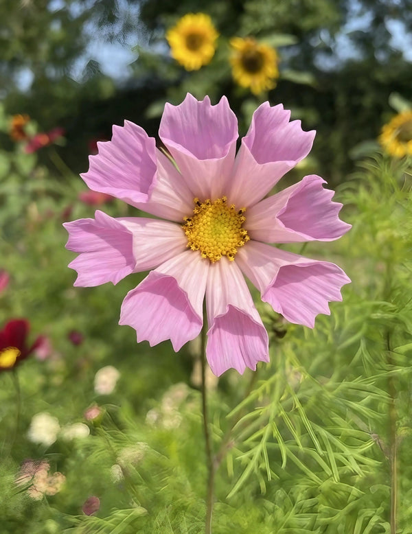 A close-up of the Cosmos Seashell by Bishy Barnabees Cottage Garden shows its unique tubular trumpet pink petals with yellow centers, standing tall amid sunflowers—ideal for pastel summer bouquets and garden displays.