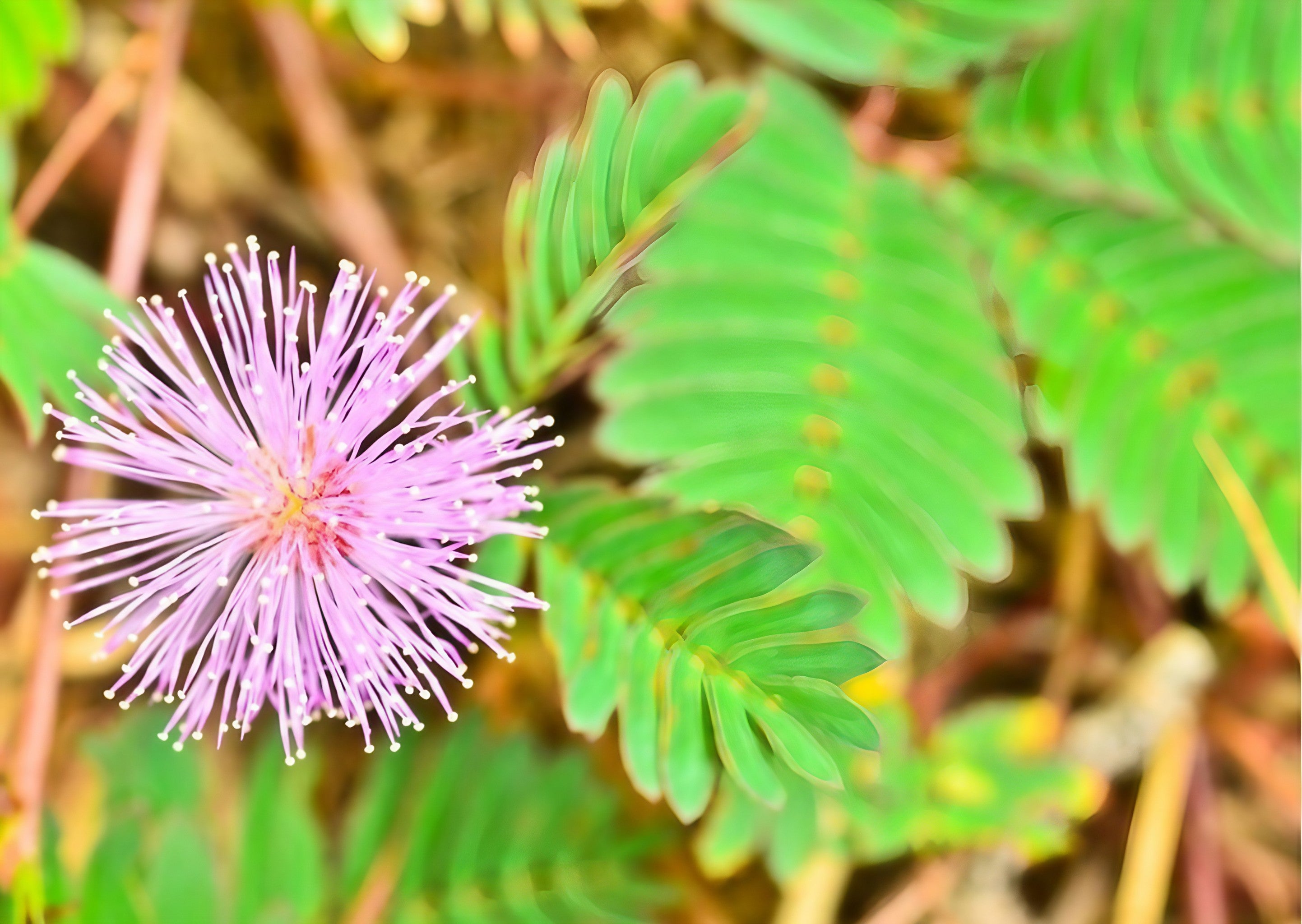 Single Mimosa Pudica bloom with purple petals in a grassy field
