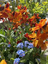 Bishy Barnabees Cottage Garden’s Wallflower Fire King seeds produce vivid scarlet-orange blooms that pair beautifully with blue forget-me-nots, creating a striking, sunlit spring display amid lush green garden foliage.