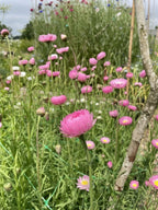 Close-up of vibrant, blooming Bishy Barnabees Cottage Garden’s Strawflower Helipterum Roseum Mixed on tall green stems, with buds and lush greenery in the background, accented by wildflowers under a partly cloudy sky.