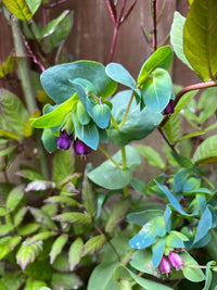 Close-up of Cerinthe major Purpurascens by Bishy Barnabees Cottage Garden Ltd, a bee-friendly plant with clusters of small, bell-shaped purple flowers and green leaves set against a blurred brown backdrop.
