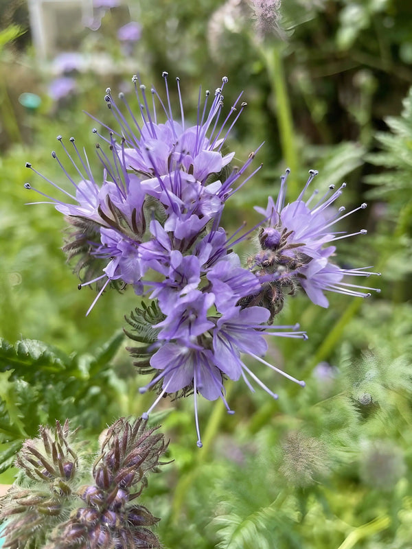 Close-up of Phacelia by Bishy Barnabees Cottage Garden, featuring light purple, bee-friendly flowers with long stamens—ideal as green manure—set against a blurred green foliage background.
