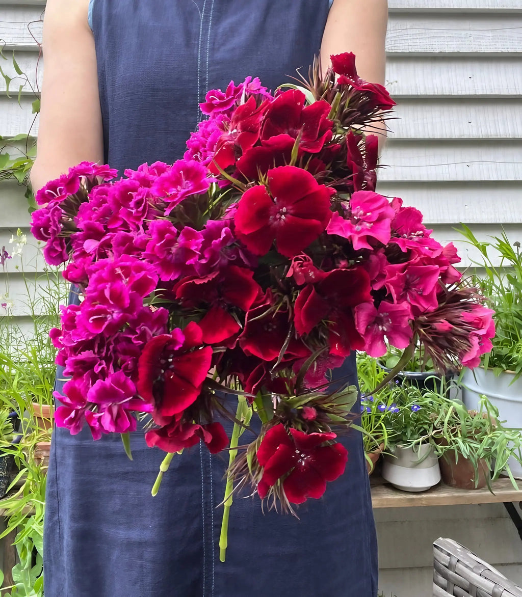 A person in a blue sleeveless dress holds a vibrant bouquet of Bishy Barnabees Cottage Garden Sweet William Indian Carpet Mixed in front of a table with potted plants and a white paneled wall.