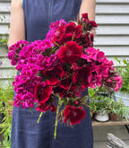 A person in a blue sleeveless dress holds a vibrant bouquet of Bishy Barnabees Cottage Garden Sweet William Indian Carpet Mixed in front of a table with potted plants and a white paneled wall.