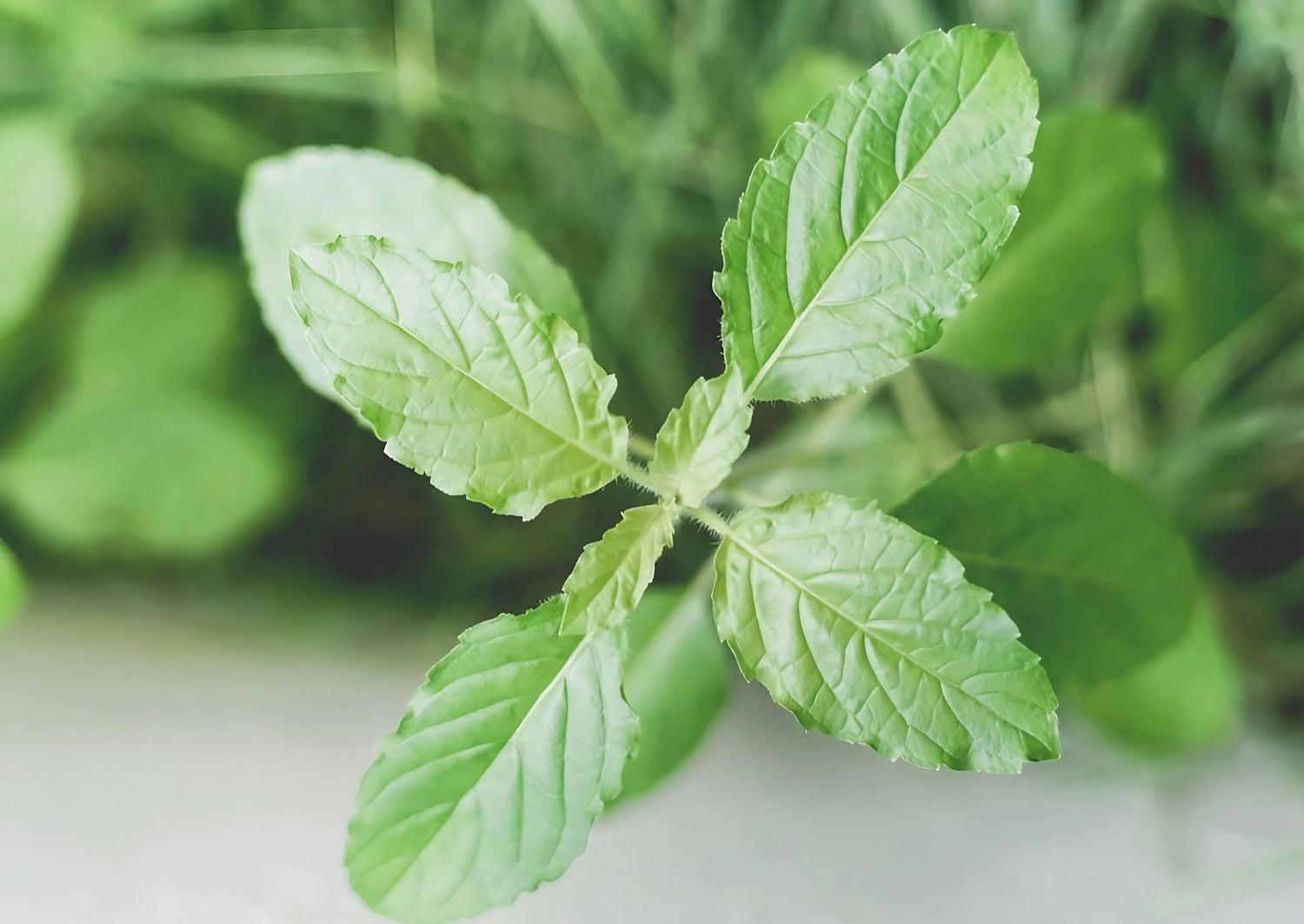 Close-up view of Holy Basil leaves from the Thai variety