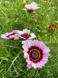 Close-up of Chrysanthemum Painted Daisies by Bishy Barnabees Cottage Garden Ltd—pink and white blooms with dark red and yellow-ringed centers, surrounded by lush green foliage, ideal for gardeners growing annual chrysanthemums from seed.