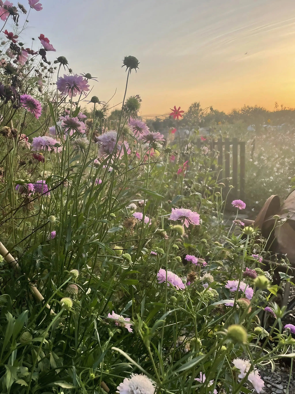 A garden glows at sunset, filled with tall pink and purple Scabious Imperial Mix flowers from Bishy Barnabees Cottage Garden, blooming brightly by a wooden fence under a soft, hazy sky.