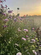 A garden glows at sunset, filled with tall pink and purple Scabious Imperial Mix flowers from Bishy Barnabees Cottage Garden, blooming brightly by a wooden fence under a soft, hazy sky.