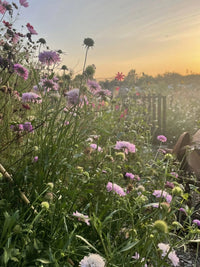 A garden glows at sunset, filled with tall pink and purple Scabious Imperial Mix flowers from Bishy Barnabees Cottage Garden, blooming brightly by a wooden fence under a soft, hazy sky.