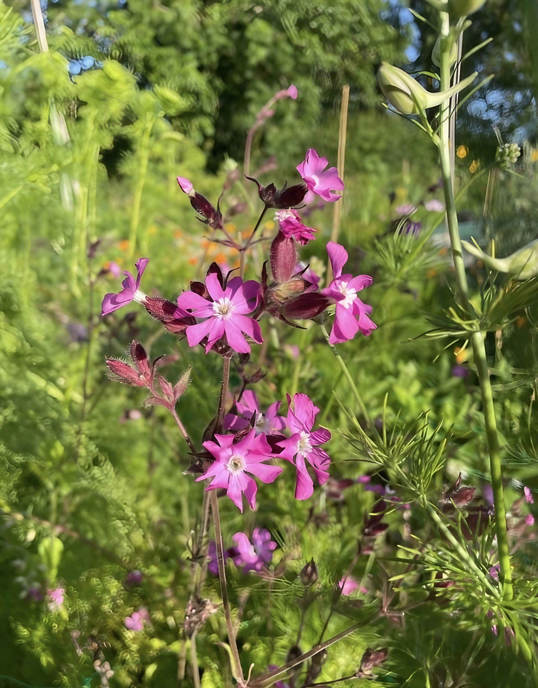 Cluster of Red Campion flowers with purple tones among garden greenery