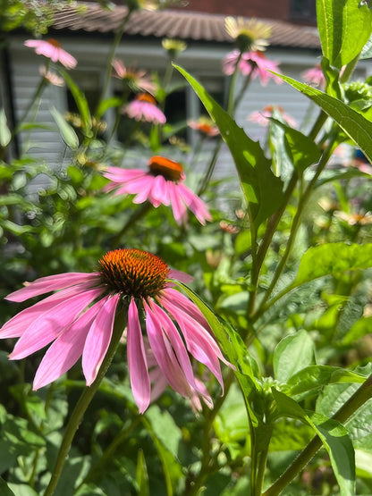 Single Echinacea Purple Coneflower in front of a residential building