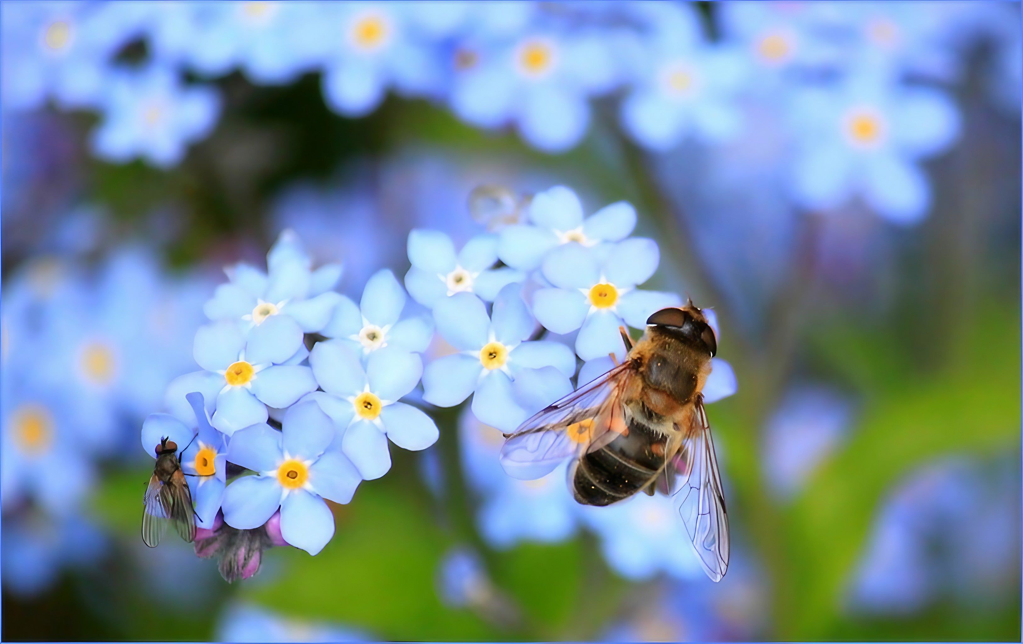 Close-up of a bee pollinating Forget-me-not flowers