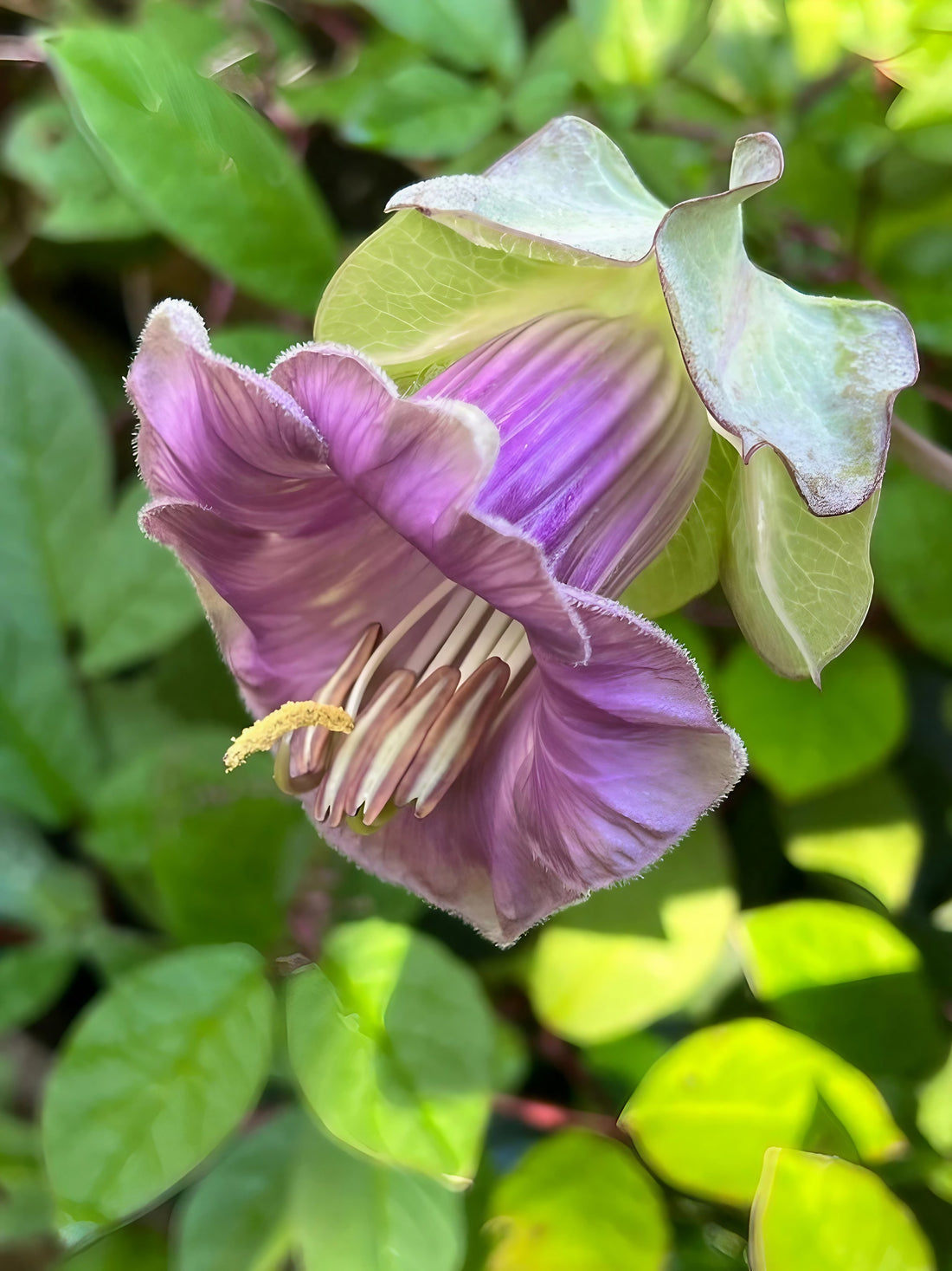 Single Cobaea scandens Purple flower against a foliage backdrop