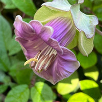 Close-up of Cobaea scandens Purple by Bishy Barnabees Cottage Garden Ltd, showing its purple bell-shaped flower with light green edges and prominent stamens, set among lush green leaves in gentle sunlight.