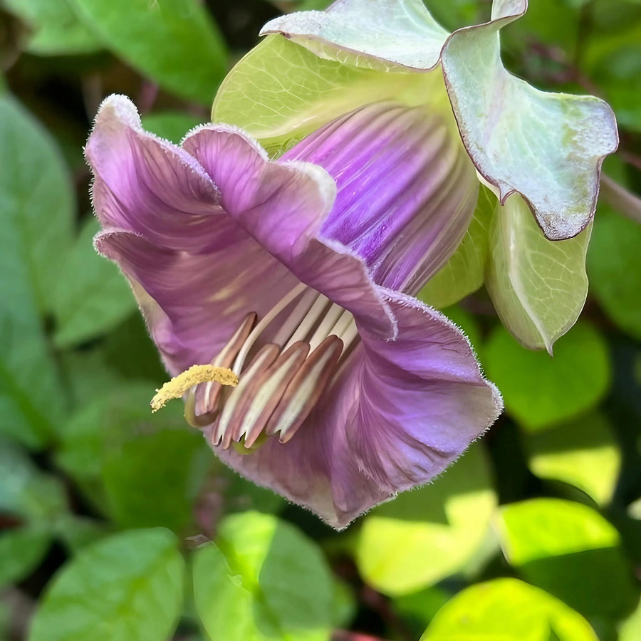 Close-up of Cobaea scandens Purple by Bishy Barnabees Cottage Garden Ltd, showing its purple bell-shaped flower with light green edges and prominent stamens, set among lush green leaves in gentle sunlight.