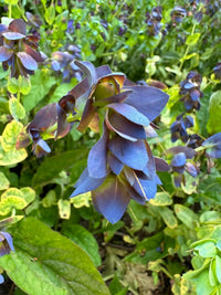 Close-up of Cerinthe major Purpurascens by Bishy Barnabees Cottage Garden Ltd—a bee-friendly plant with purple-blue, layered petals and lush green foliage in the background.