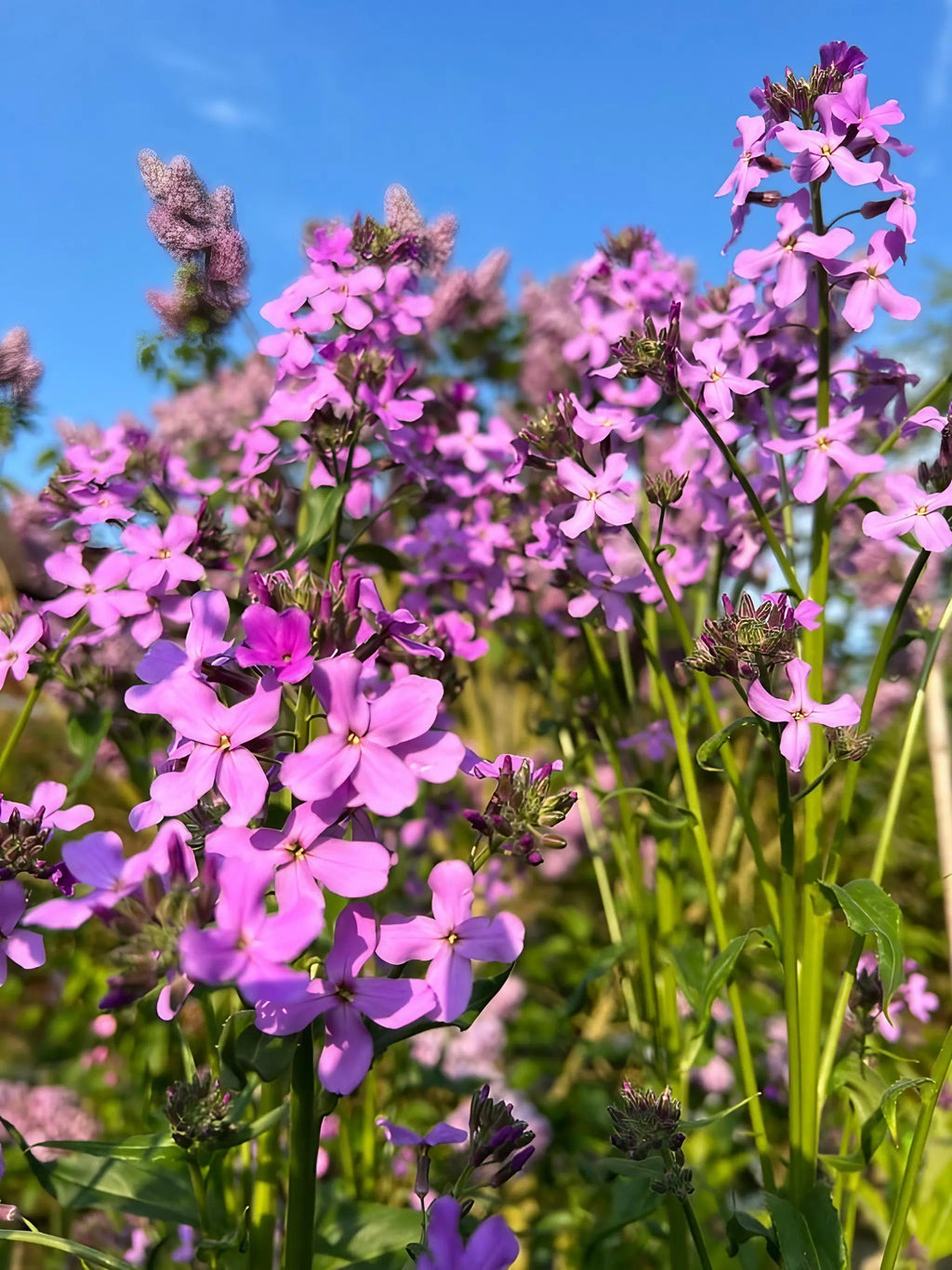 Close-up of Hesperis Purple (Sweet Rocket) from Bishy Barnabees Cottage Garden, featuring tall green stems and vibrant purple blooms against a clear blue sky—perfect for a lively spring or summer cottage garden scene.