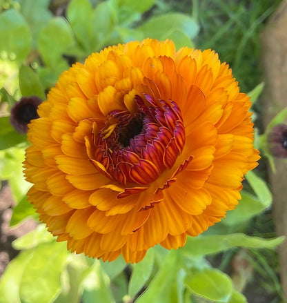 Macro shot of a vibrant Calendula Touch of Red with a reddish center