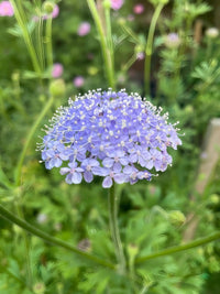 A close-up of Didiscus Madonna Mixed by Bishy Barnabees Cottage Garden, featuring delicate clustered petals in blue, pink, and purple—ideal for wedding bouquets against a soft green background.