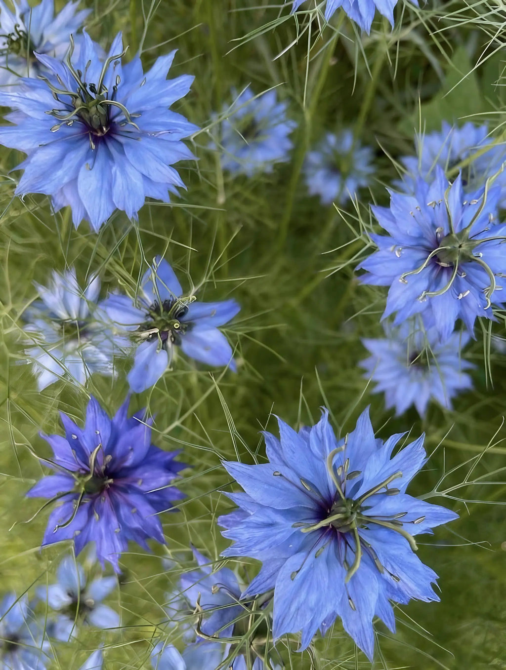 Vivid blue Nigella Miss Jekyll Mixed star-shaped flowers with fine stamens