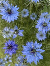 Vibrant blue Nigella 'Miss Jekyll Mixed' (Love-in-a-mist) by Bishy Barnabees Cottage Garden bloom amid feathery green foliage; their star-shaped petals and intricate stamens are ideal for dried flower arrangements.