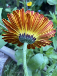 Close-up of Calendula Touch of Red by Bishy Barnabees Cottage Garden Ltd, showing its detailed orange and yellow petals with green stem, foliage, and softly blurred cottage garden flowers in the background.