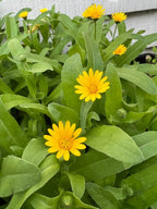 Bright yellow Calendula Wintersun by Bishy Barnabees Cottage Garden Ltd features dense winter blooms and green leaves, thriving in cold. Vibrant buds stand out against a white wooden wall—ideal for showcasing hardy marigold varieties.