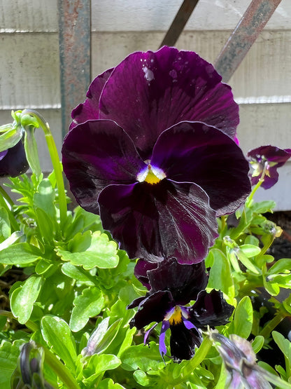 Lush Pansy Swiss Giant Berna Velvet Blue plant with rich green foliage