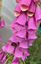 A close-up shows vibrant pink bell-shaped blooms of Foxglove Bishy Barnabee Mix by Bishy Barnabees Cottage Garden, with a bee collecting nectar. Green leaves and a blurred background complete this ideal addition to any woodland garden.
