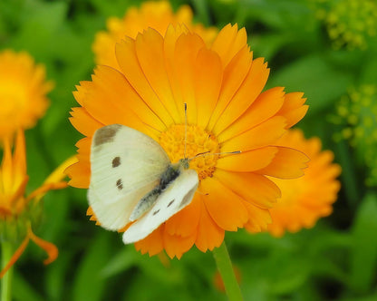 A butterfly perched delicately on a Calendula Oopsy Daisy petal