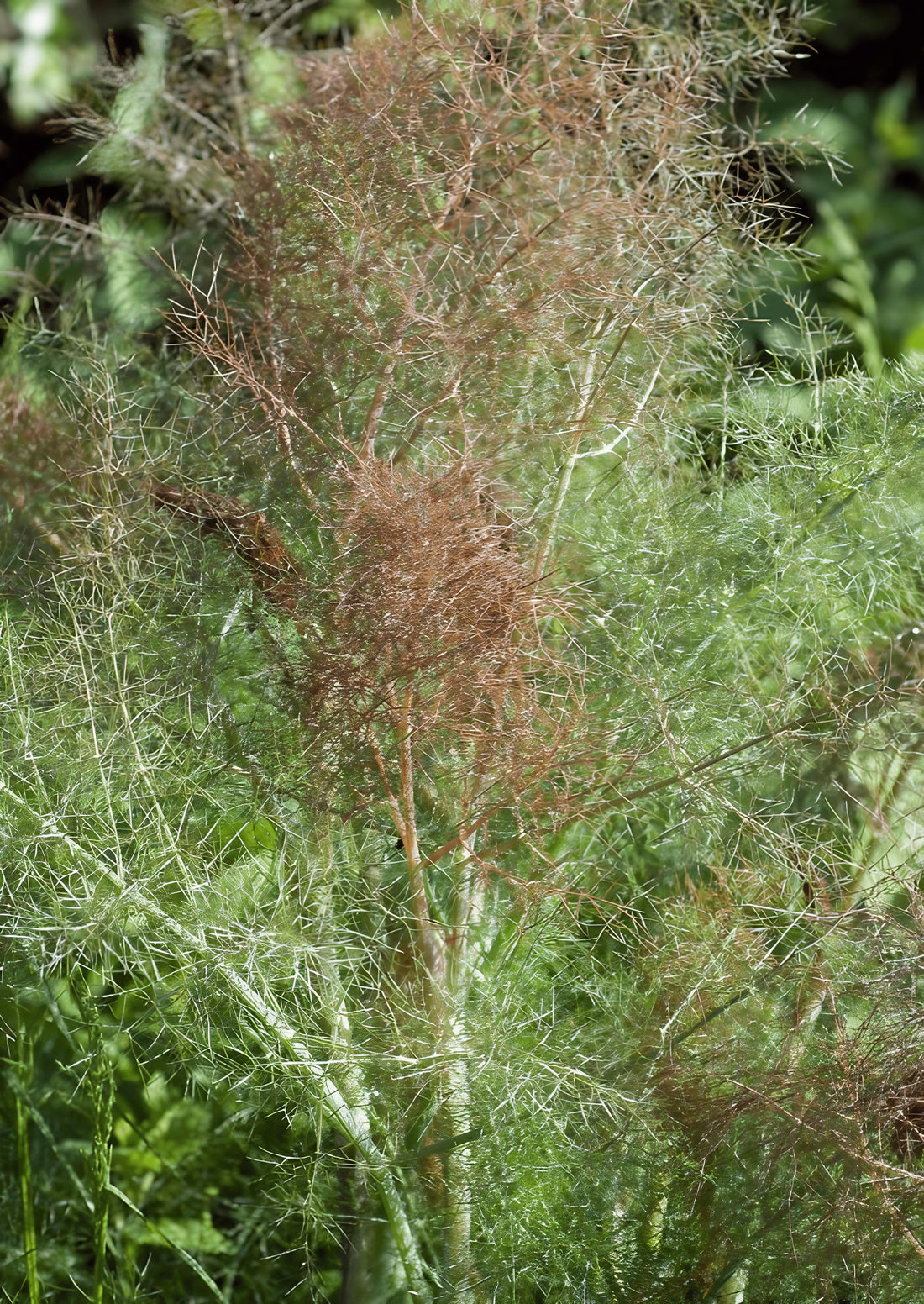 Detail of Bronze Fennel showing its characteristic bronze-colored foliage