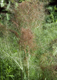 Bronze Fennel by Bishy Barnabees Cottage Garden Ltd features fine, anise-scented foliage in green and reddish-brown, set against lush greenery—a perfect pollinator plant.