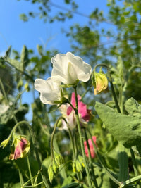 Close-up of a white Sweet Pea Swan Lake flower from Bishy Barnabees Cottage Garden, surrounded by green leaves and pink blooms against a blurred blue sky—ideal for elegant wedding bouquets.