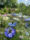 Close-up of blue, purple, and white nigella flowers from The Timeless Collection by Bishy Barnabees Cottage Garden, nestled in feathery foliage with a blurred green garden, fence, and trees in the background.