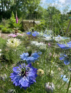 Close-up of blue, purple, and white nigella flowers from The Timeless Collection by Bishy Barnabees Cottage Garden, nestled in feathery foliage with a blurred green garden, fence, and trees in the background.