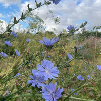 Chicory Wild by Bishy Barnabees Cottage Garden Ltd features drought-tolerant, light purple wildflowers blooming among green stems and grass in a meadow beneath a partly cloudy blue sky.