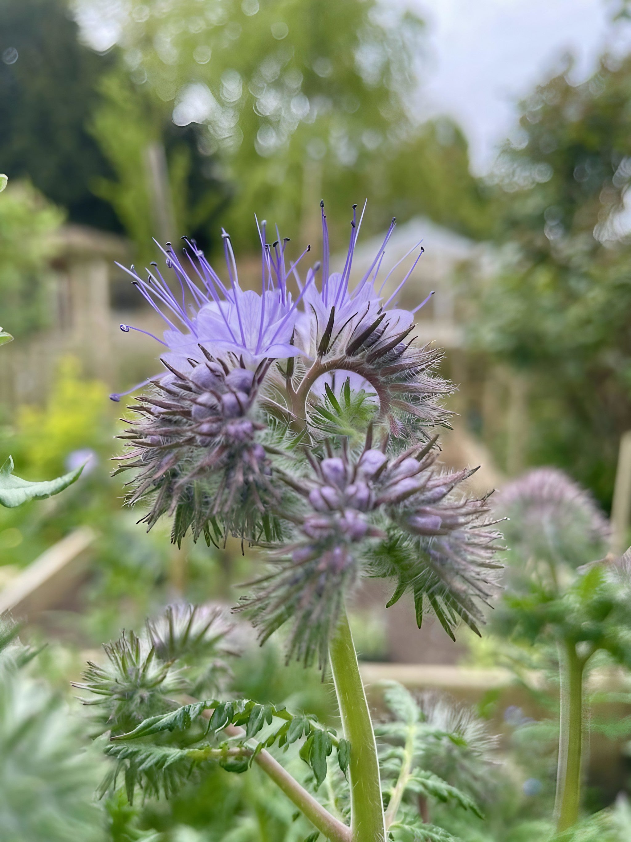 Detailed image of a Phacelia tanacetifolia flower amidst green foliage